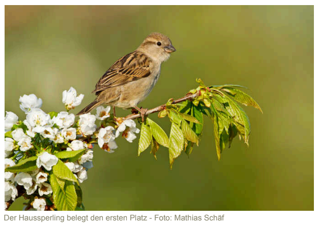 Finken-Freude und Spatzen-Sorgen: Das Ergebnis der „Stunde der Gartenvögel“ 2026 im Odenwaldkreis