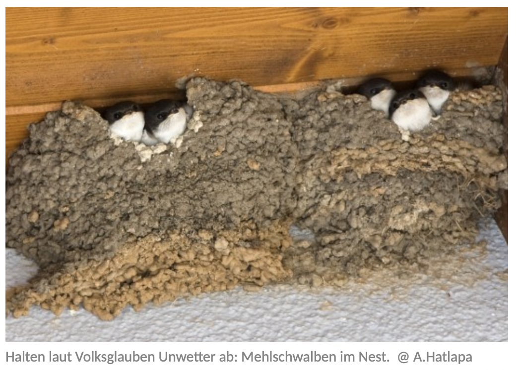 Unsere Schwalben brauchen Ihre Hilfe: Glücksbringer leiden unter Wohnungsmangel